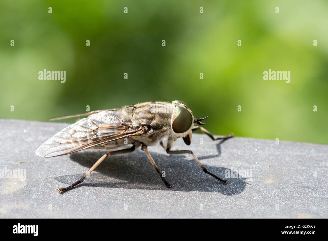 Vista macro di un horsefly. Questi insetti si trovano in tutto il mondo ad eccezione di alcune isole e regioni polari. Foto Stock