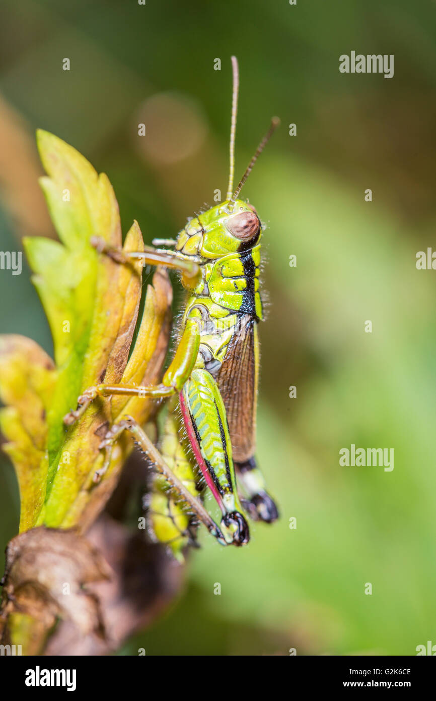 Ripresa macro di un grillo verde su una foglia Foto Stock