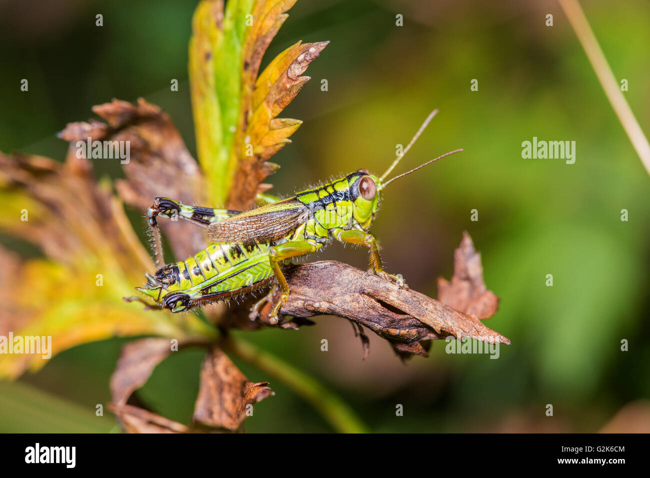 Ripresa macro di un grillo verde su una foglia secca Foto Stock