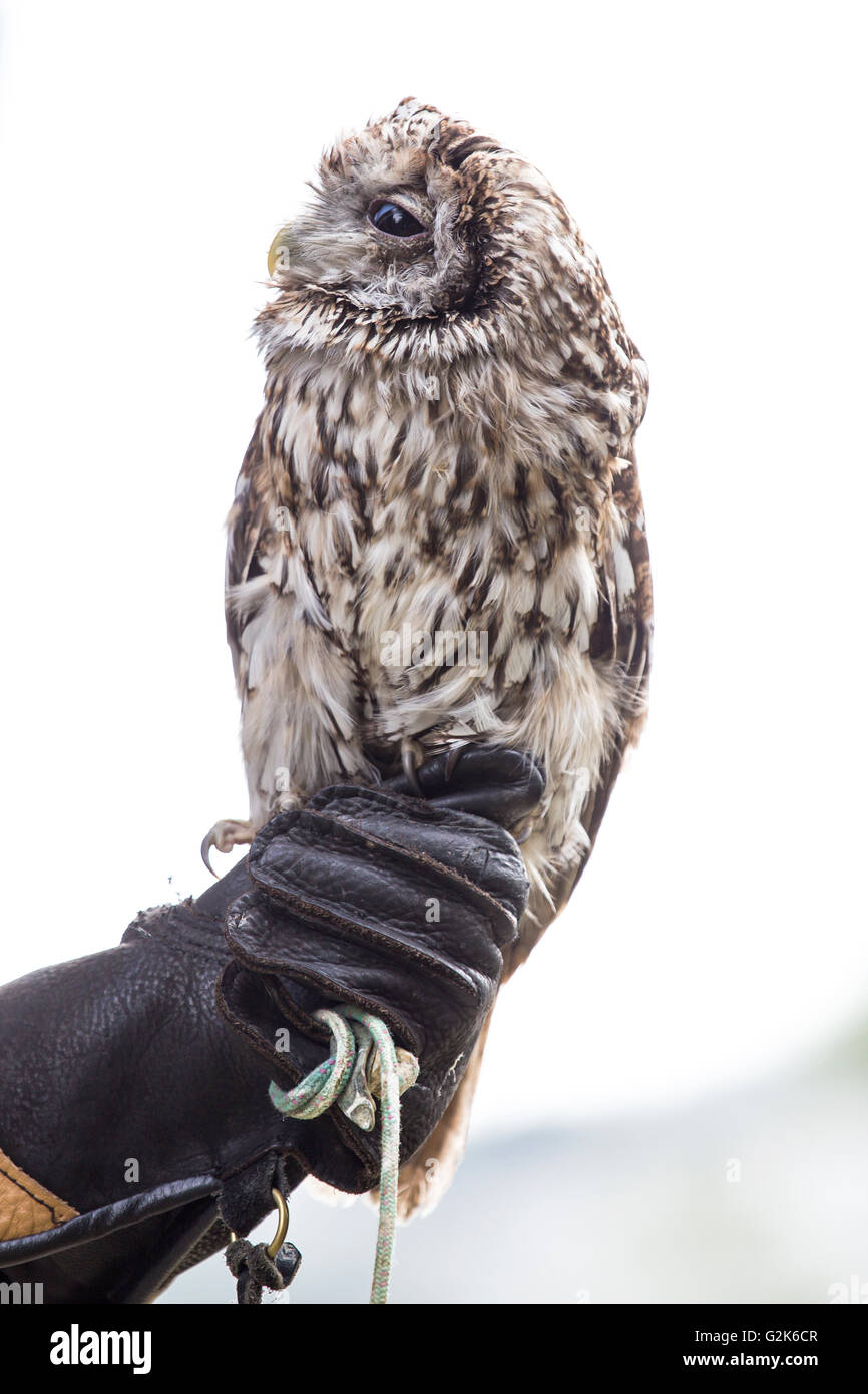 Un gufo appollaiato sul guanto di un falconiere con uno sfondo luminoso Foto Stock