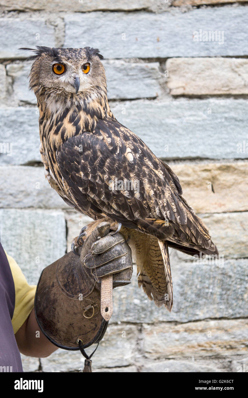Gufo reale, Bubo bubo, appollaiato sulla mano del una falconer. Sebbene non sia popolare come il gufo indiano, questo uccello di cupole Foto Stock