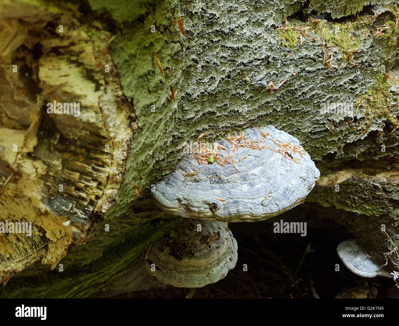 Urwald, Baumriesen, Baumpilze Foto Stock