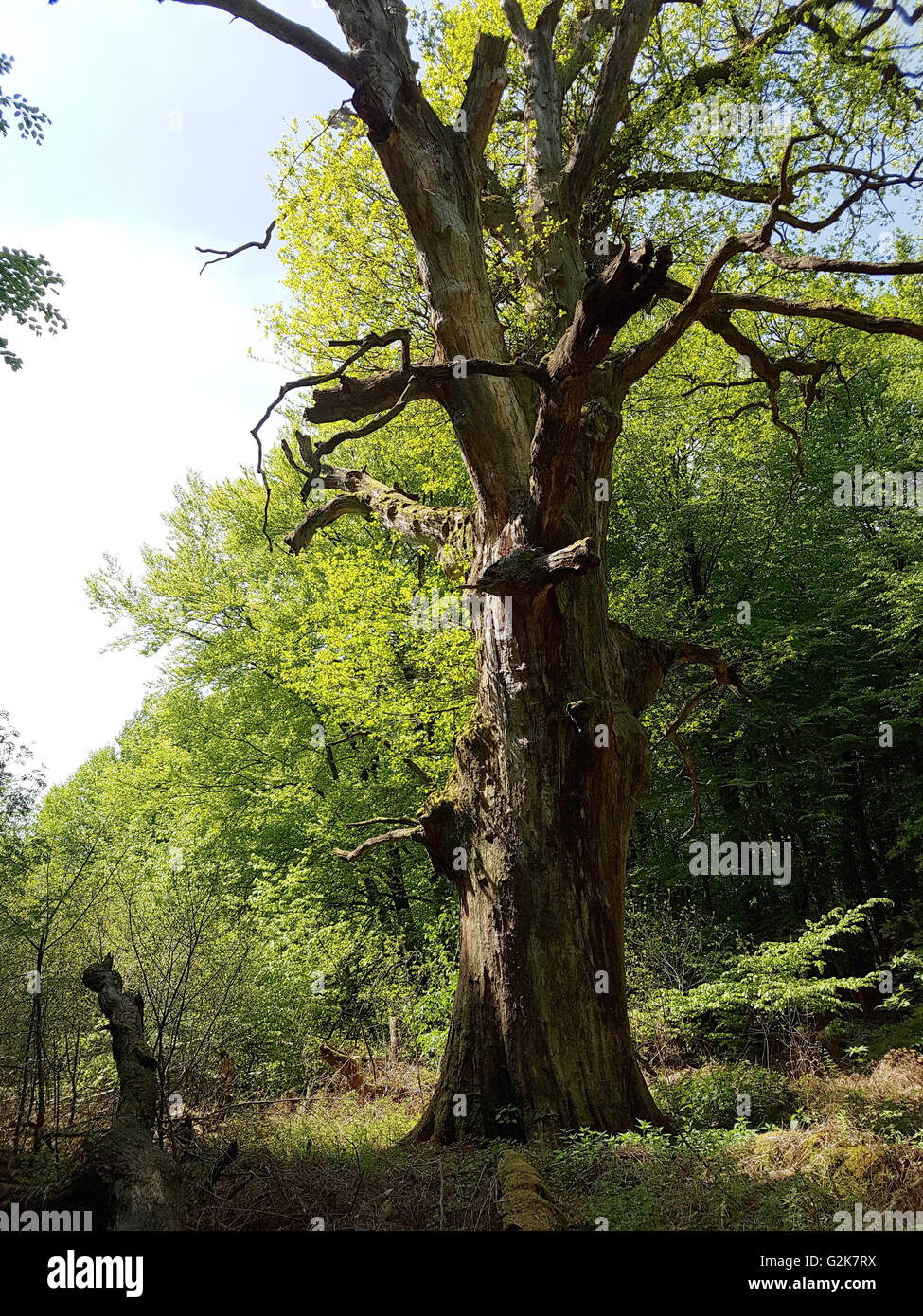 Urwald, Sababurg, Reinhardswald Foto Stock