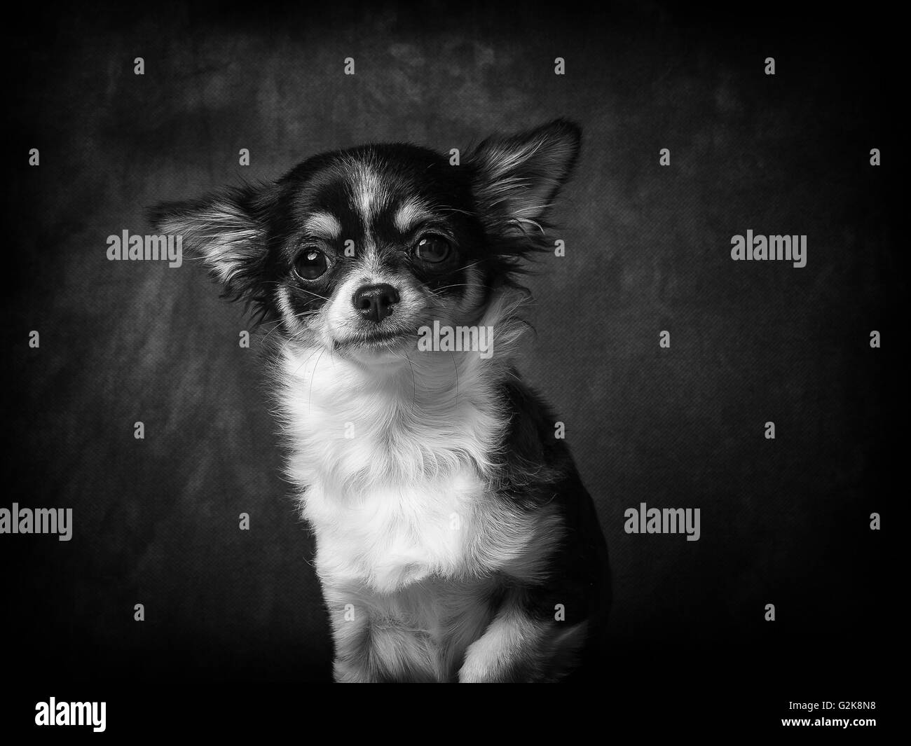 Minnie il molto piccolo Chihuahua davanti a uno sfondo grigio Foto Stock