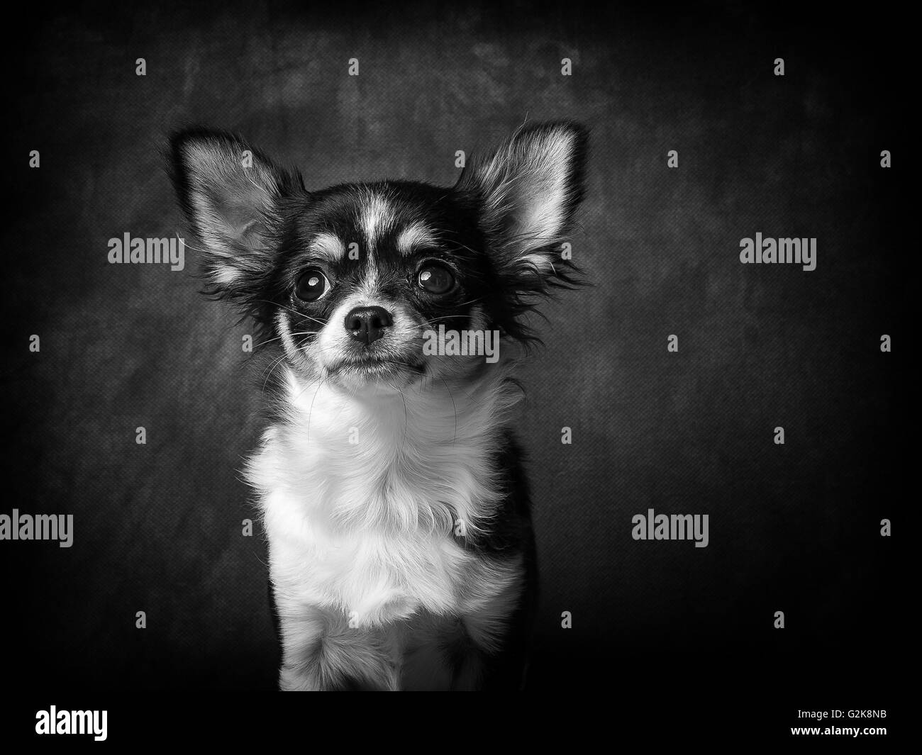 Minnie il molto piccolo Chihuahua davanti a uno sfondo grigio Foto Stock