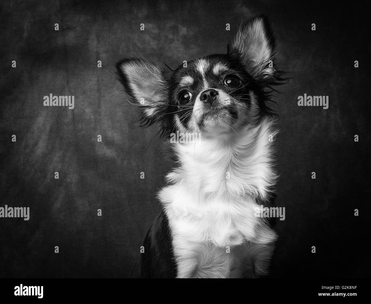 Minnie il molto piccolo Chihuahua davanti a uno sfondo grigio Foto Stock