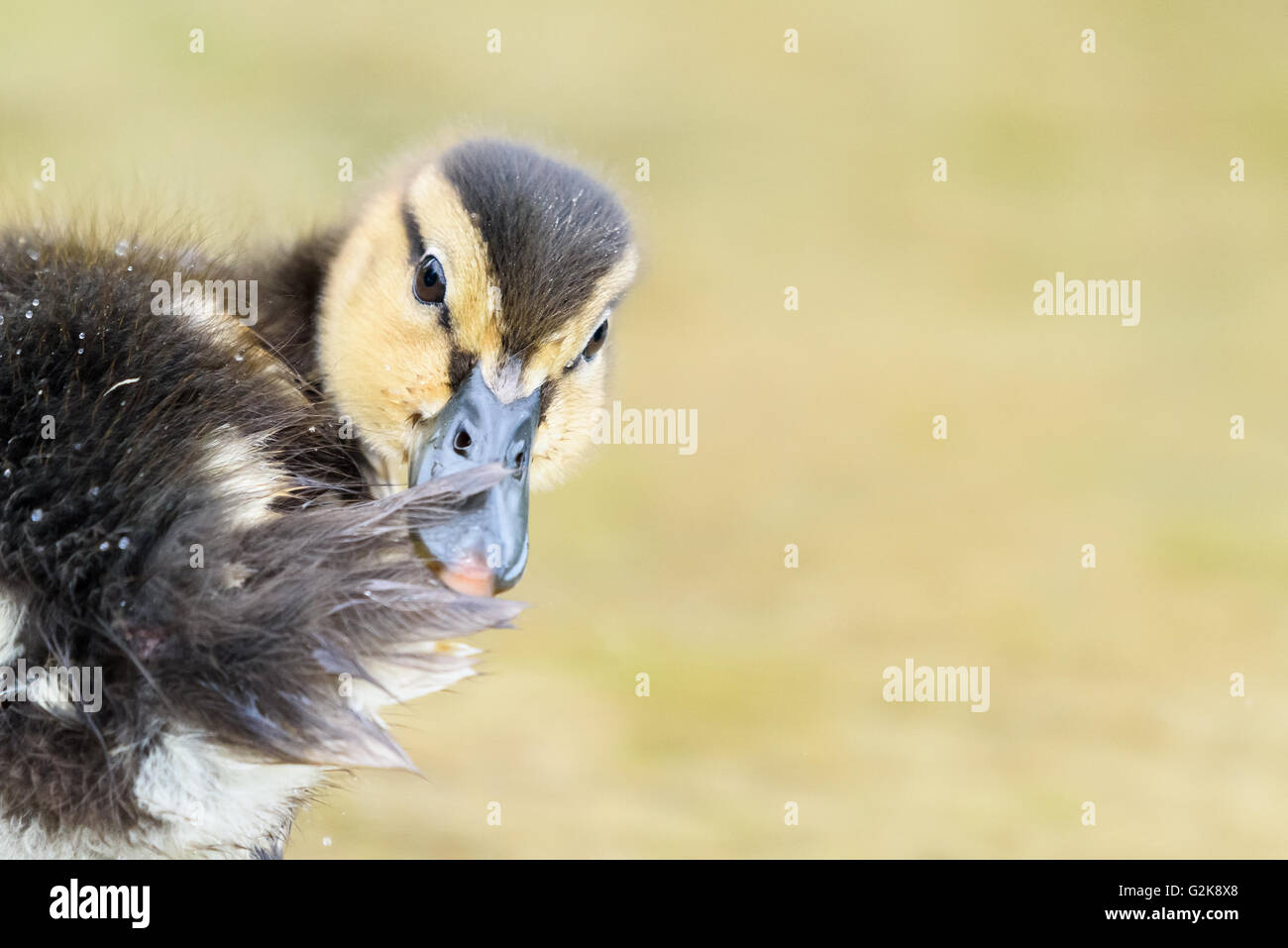 Baby Duck Bird nuoto su acqua Foto Stock