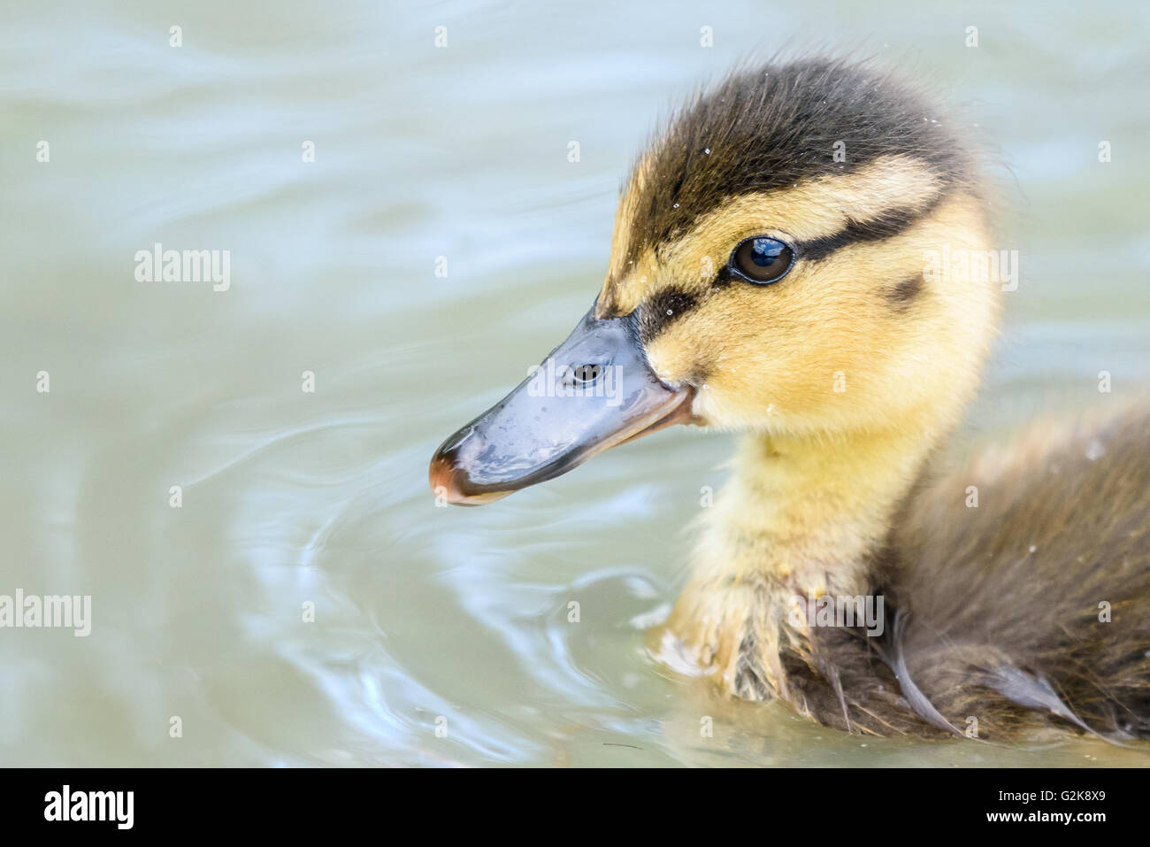 Baby Duck Bird nuoto su acqua Foto Stock