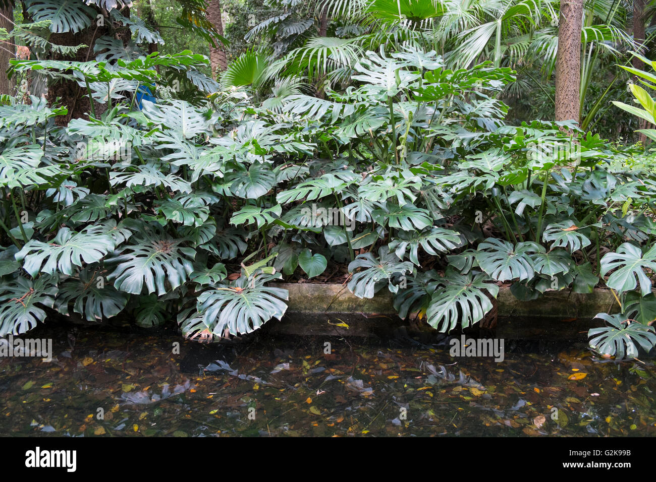 Il formaggio svizzero impianto ( Monstera deliciosa ). La Concepción, jardín botánico-Histórico de Málaga Foto Stock