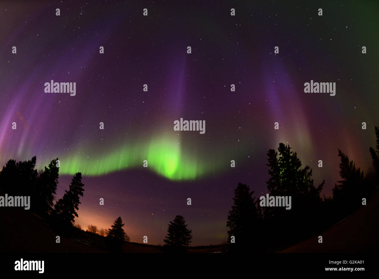 Luci del nord (Aurora boreale) e abeti uccelli Collina Parco Provinciale di Manitoba in Canada Foto Stock