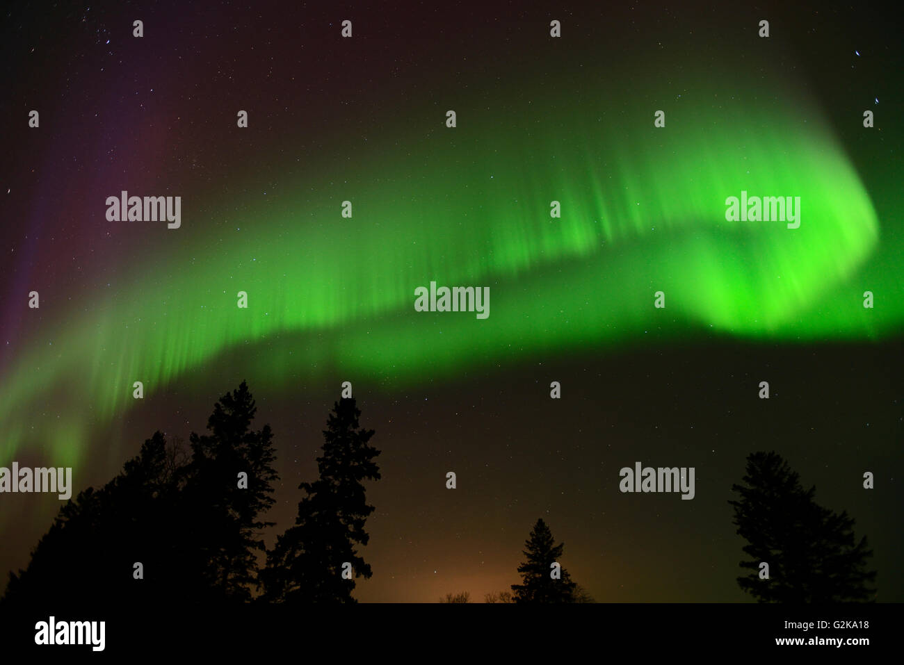 Luci del nord (Aurora boreale) e abeti uccelli Collina Parco Provinciale di Manitoba in Canada Foto Stock