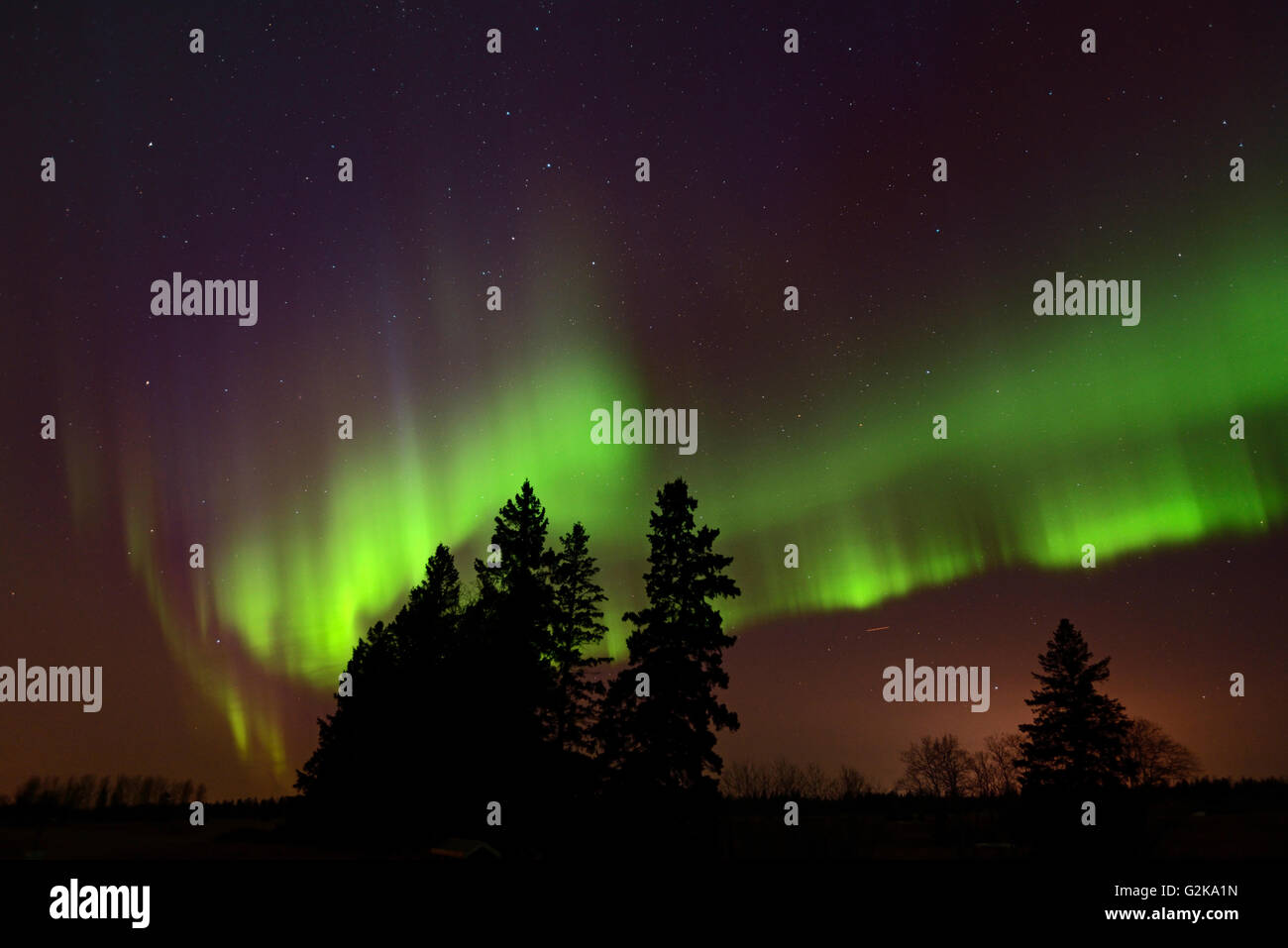 Luci del nord (Aurora boreale) e abeti uccelli Collina Parco Provinciale di Manitoba in Canada Foto Stock