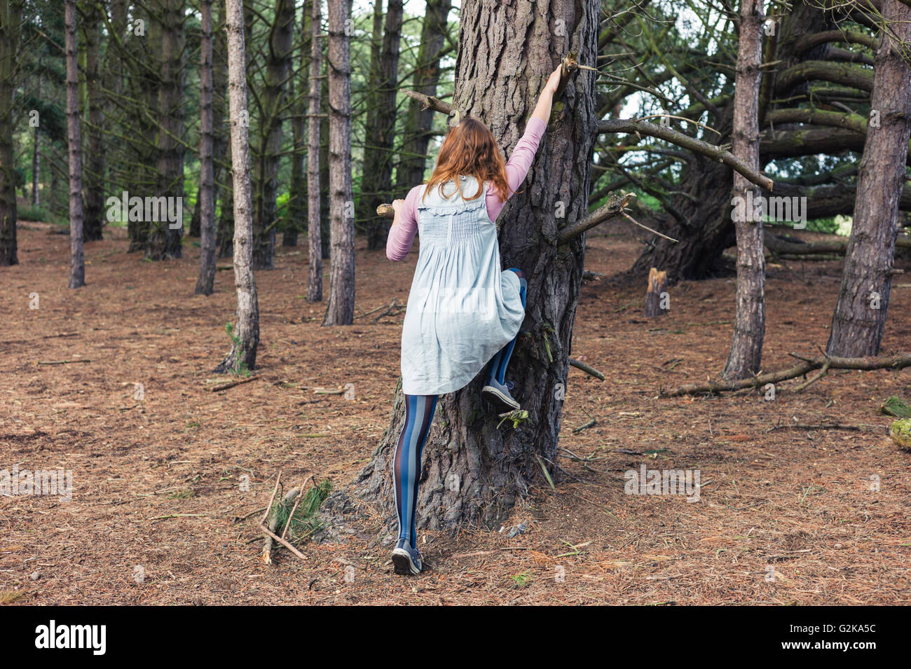 Una giovane donna è la scalata di un albero nella foresta Foto Stock