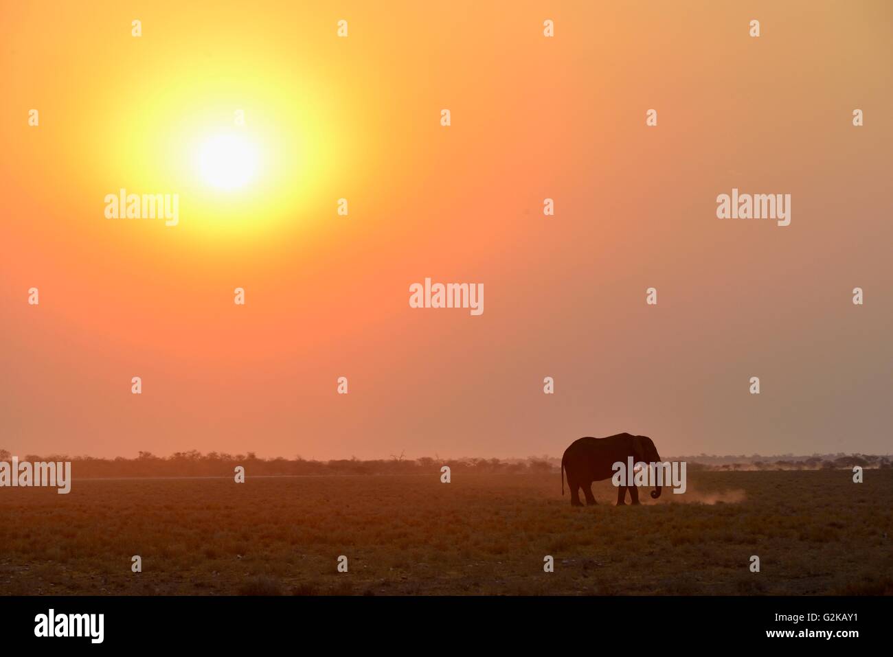 Elefante africano (Loxodonta africana) al tramonto, il Parco Nazionale di Etosha, Namibia Foto Stock
