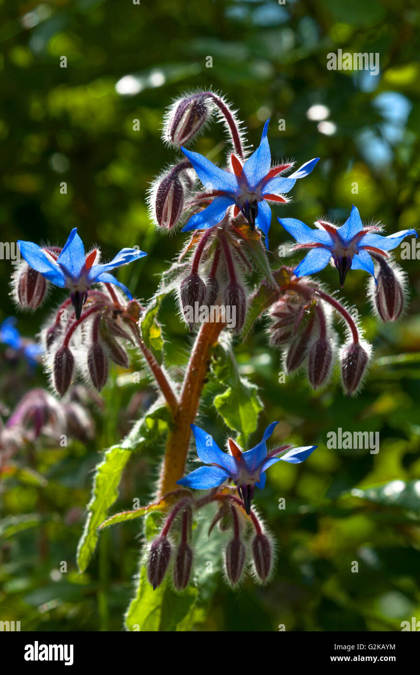 La borragine (borragine officinalis) Fiori e boccioli, Baviera, Germania Foto Stock