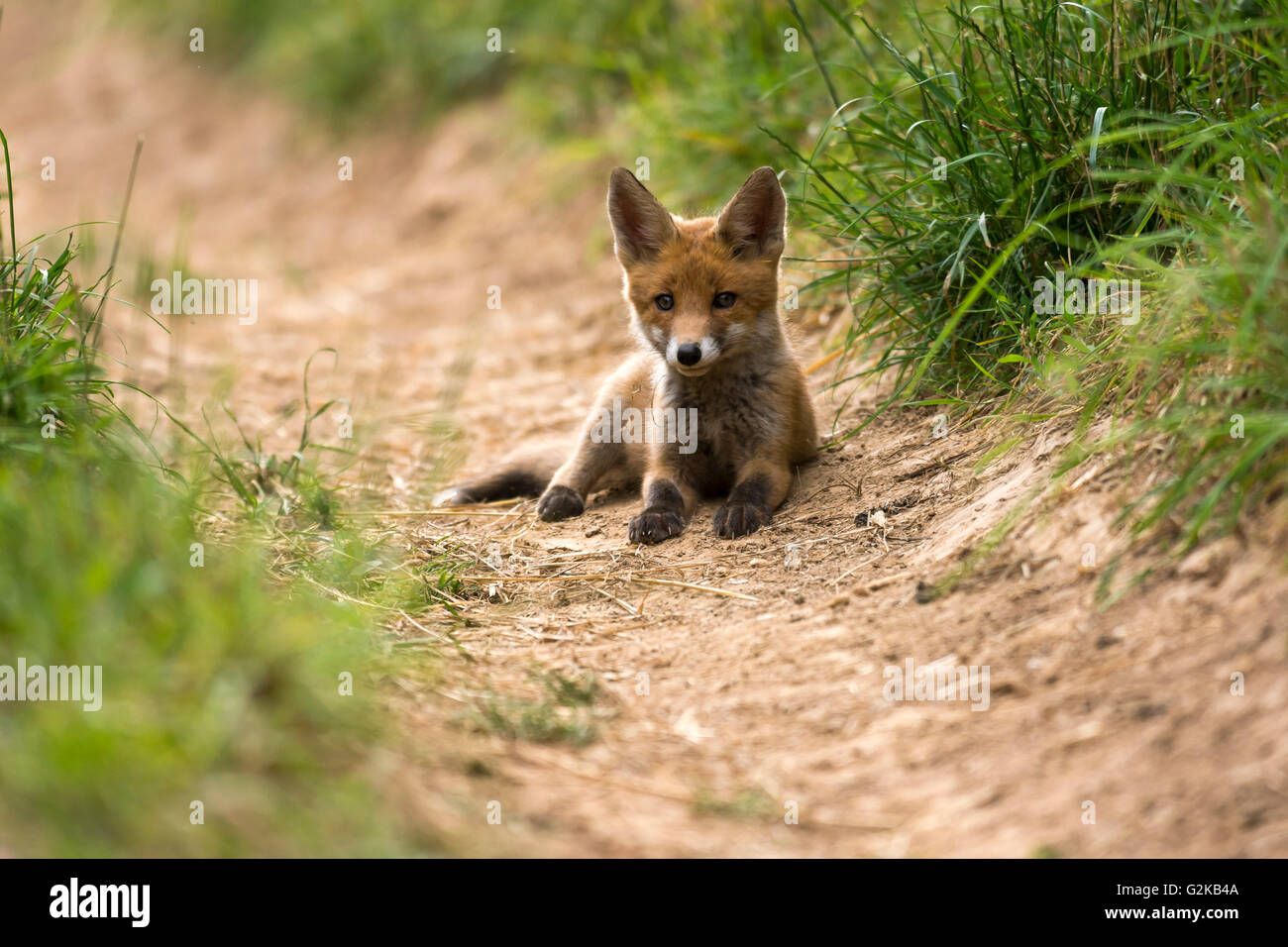 Red Fox (Vulpes vulpes vulpes), sdraiato, giovane animale, cucciolo, Baden-Württemberg, Germania Foto Stock