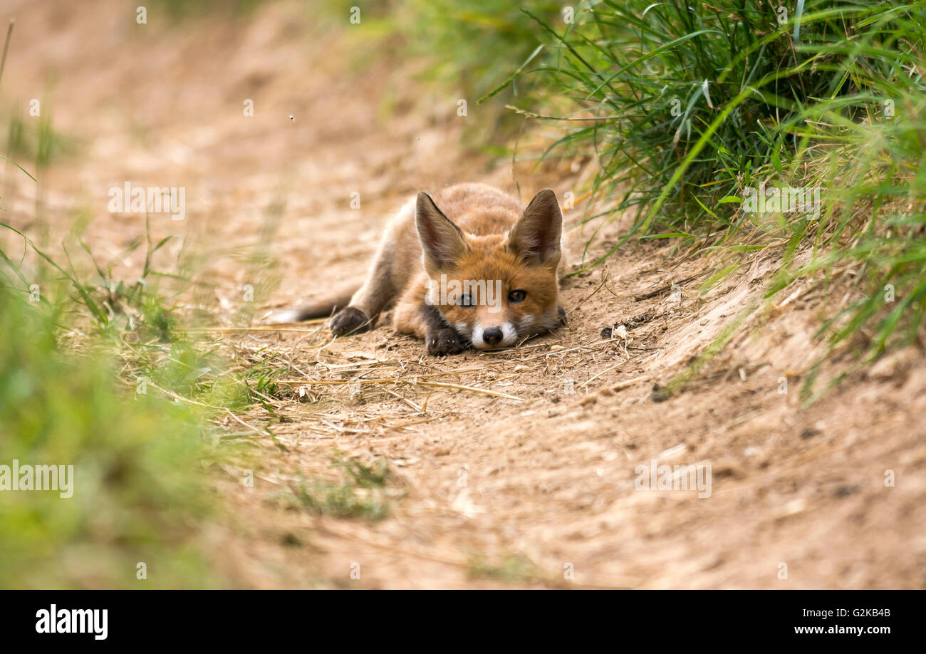 Red Fox (Vulpes vulpes vulpes), sdraiato, giovane animale, cucciolo, Baden-Württemberg, Germania Foto Stock