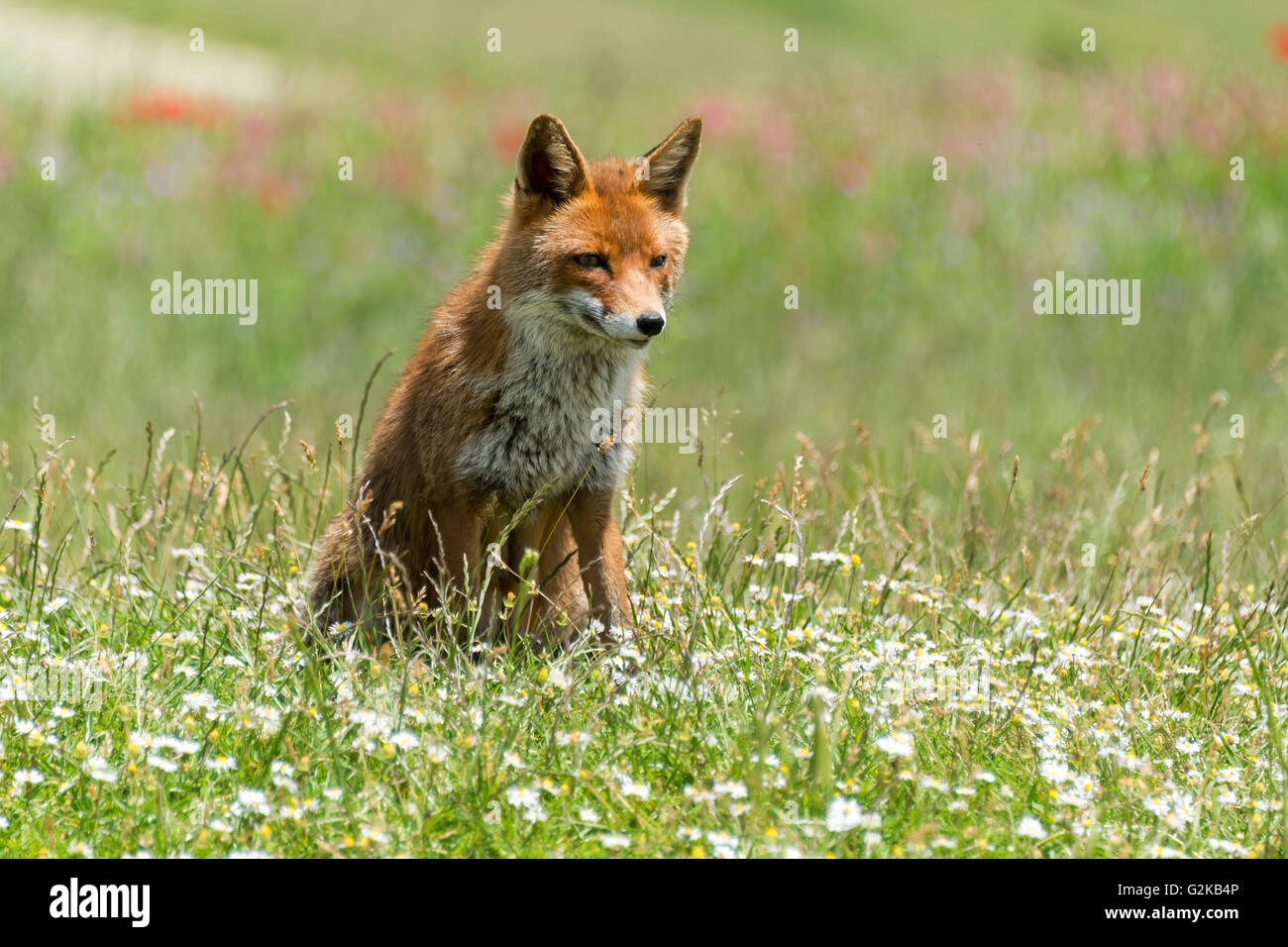 Red Fox (Vulpes vulpes vulpes) seduta nel prato di fiori, Parco Nazionale dei Monti Sibillini, Umbria, Italia Foto Stock
