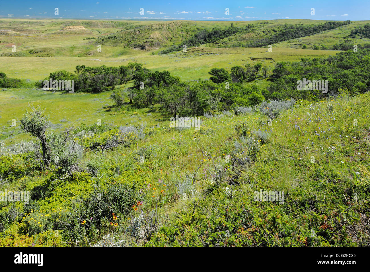 Killdeer Badlands tra praterie (blocco orientale) Praterie Parco Nazionale di Saskatchewan in Canada Foto Stock