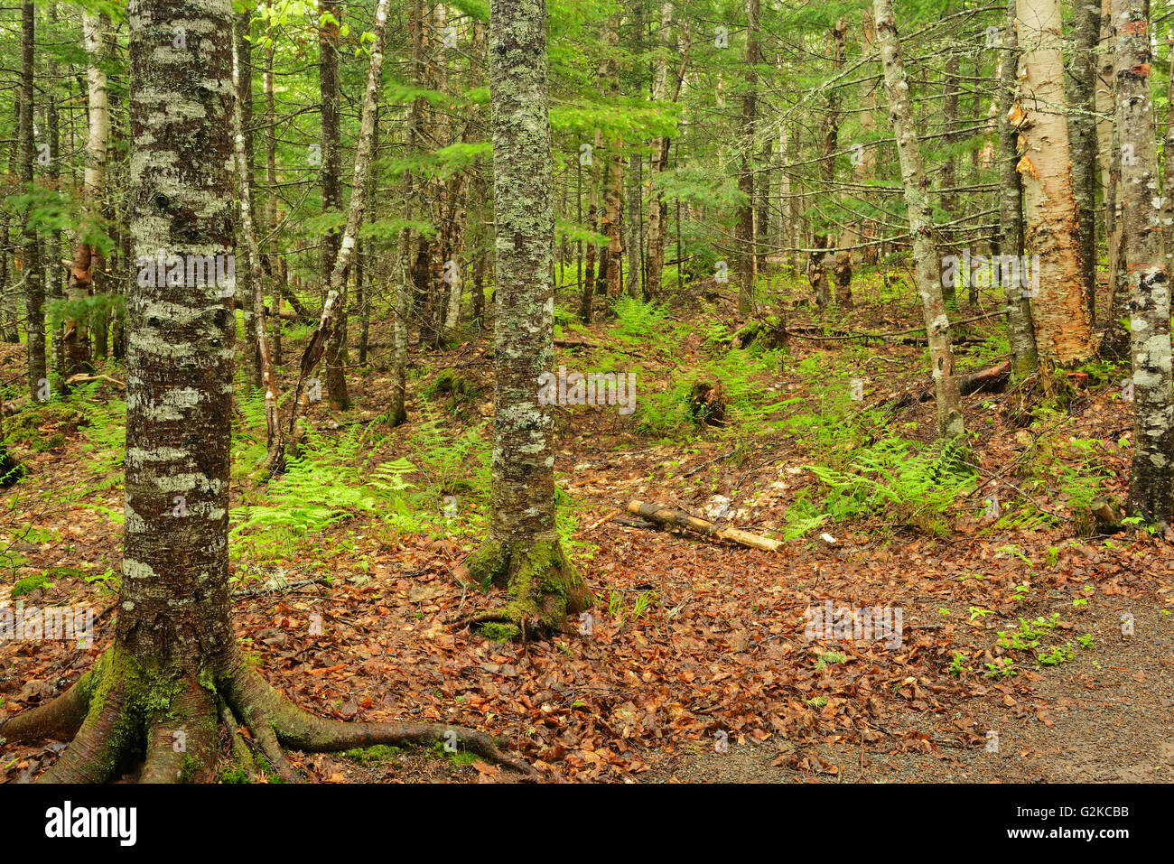 Acadian forest interior Hopewell Rocks Parco Provinciale New Brunswick Canada Foto Stock