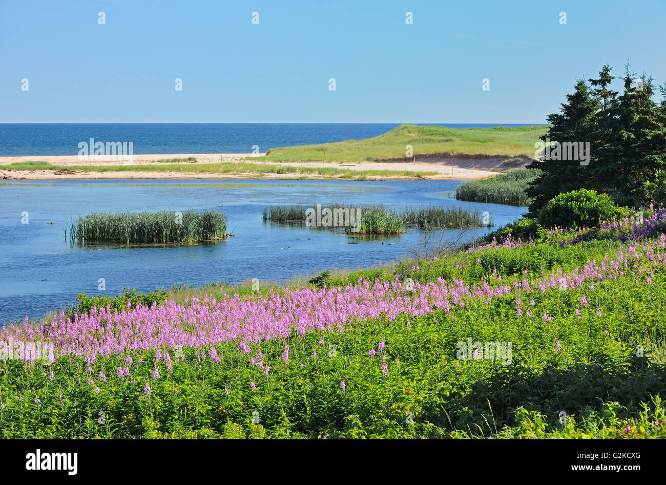 Fireweed lungo il Golfo di San Lorenzo sacerdote Pond Prince Edward Island in Canada Foto Stock