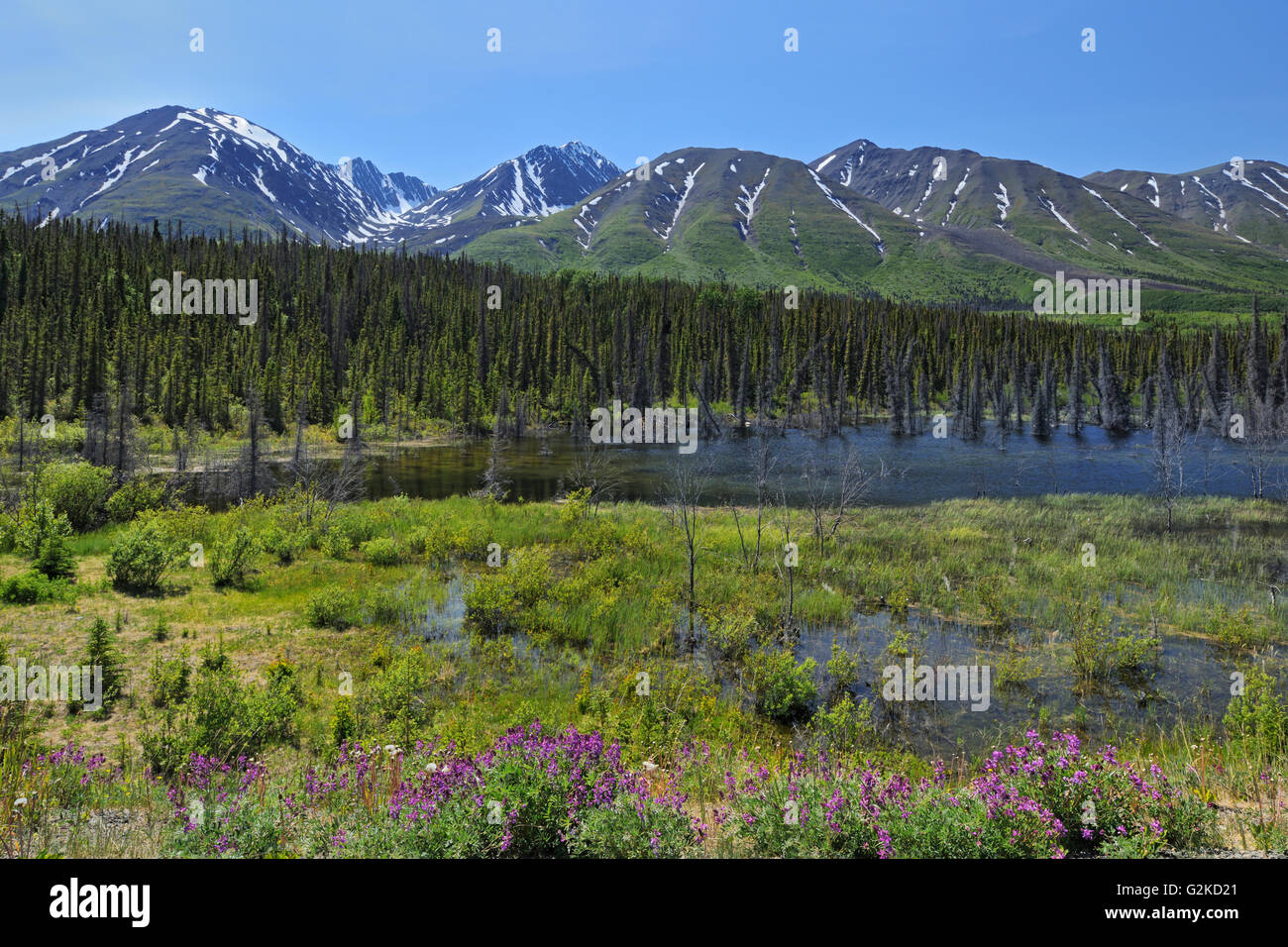 Sant'Elia montagne vicino Haines Junction Yukon Canada Foto Stock