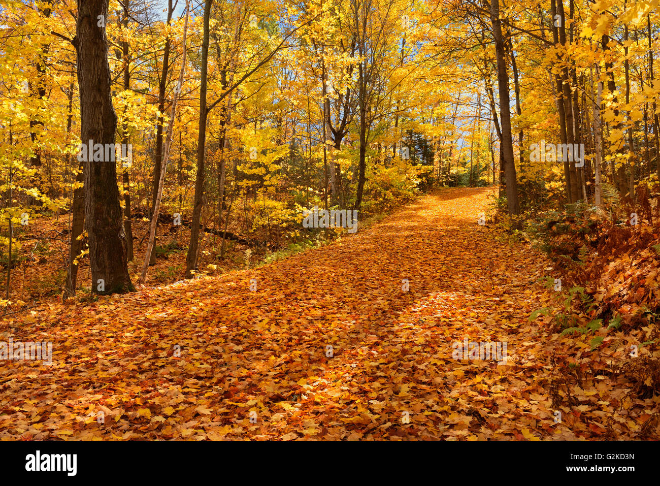 Paese strada coperta di foglie di autunno Fairbanks Parco Provinciale Ontario Canada Foto Stock