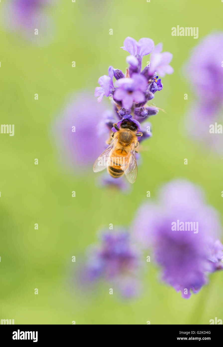 Bee (api sp.) impollinare i fiori di lavanda (Lavandula sp.), Vadstena, contea di Östergötland, Svezia Foto Stock