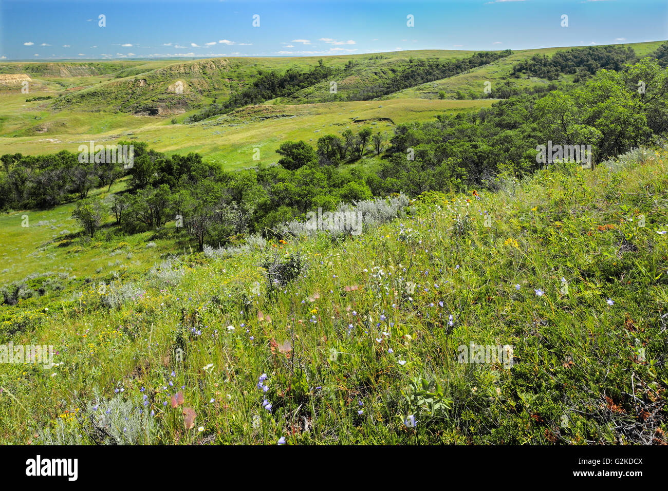 Prateria fiori selvatici in estate nel Killdeer Badlands. Blocco orientale. Praterie Parco Nazionale di Saskatchewan in Canada Foto Stock