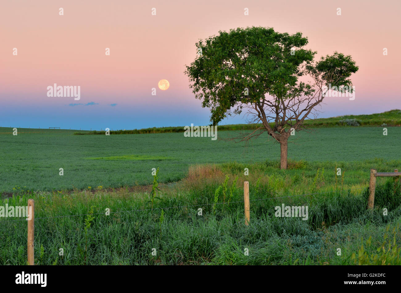 Impostazione della luna sulla Prairie oltre ad un albero a sunrise. Blocco West praterie Parco Nazionale di Saskatchewan in Canada Foto Stock