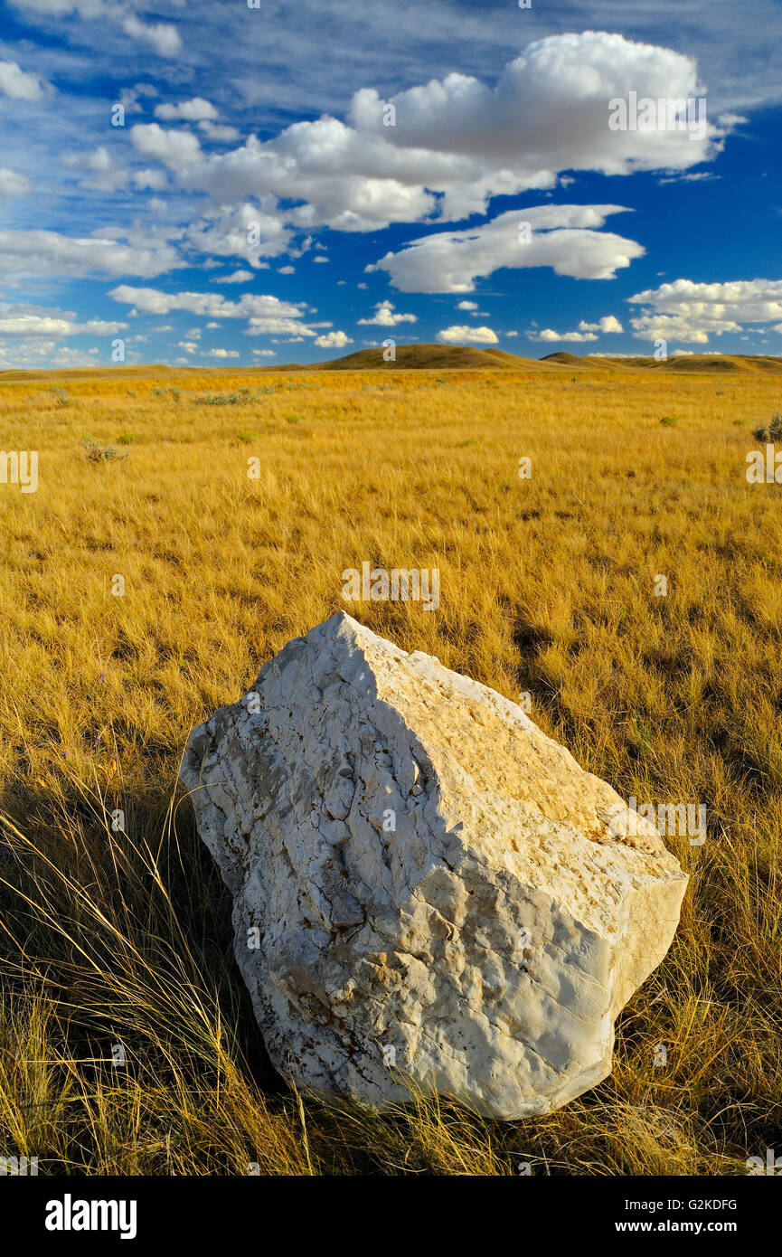 Bison pietra di sfregamento sulla prateria canadese praterie (blocco West) Praterie Parco Nazionale di Saskatchewan in Canada Foto Stock