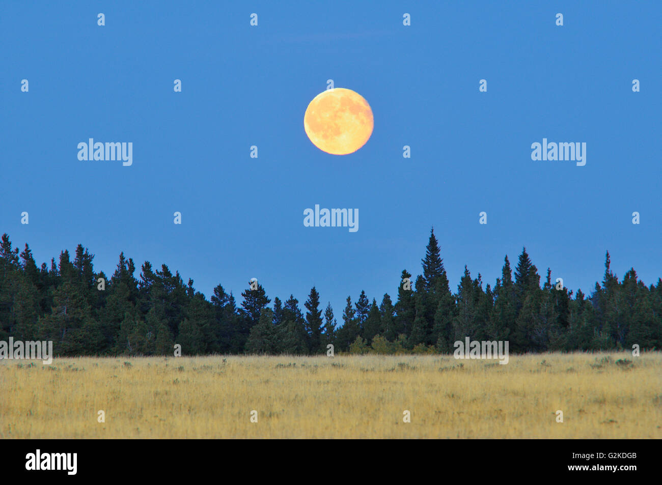 Harvest Moon sulla prateria di Cypress Hills Parco Provinciale del Saskatchewan, Canada Foto Stock Harvest Moon sulla prateria di Cypress Hills Parco Provinciale del Saskatchewan, Canada Foto Stock