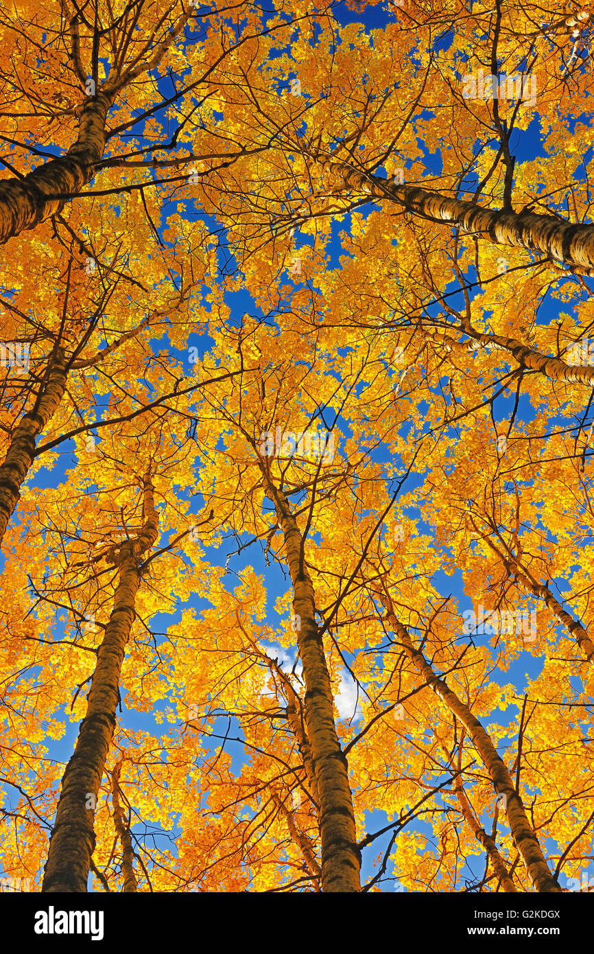 Tremore aspen (Populus tremuloides) foresta in autunno colori Prince Albert Parco Nazionale di Saskatchewan in Canada Foto Stock