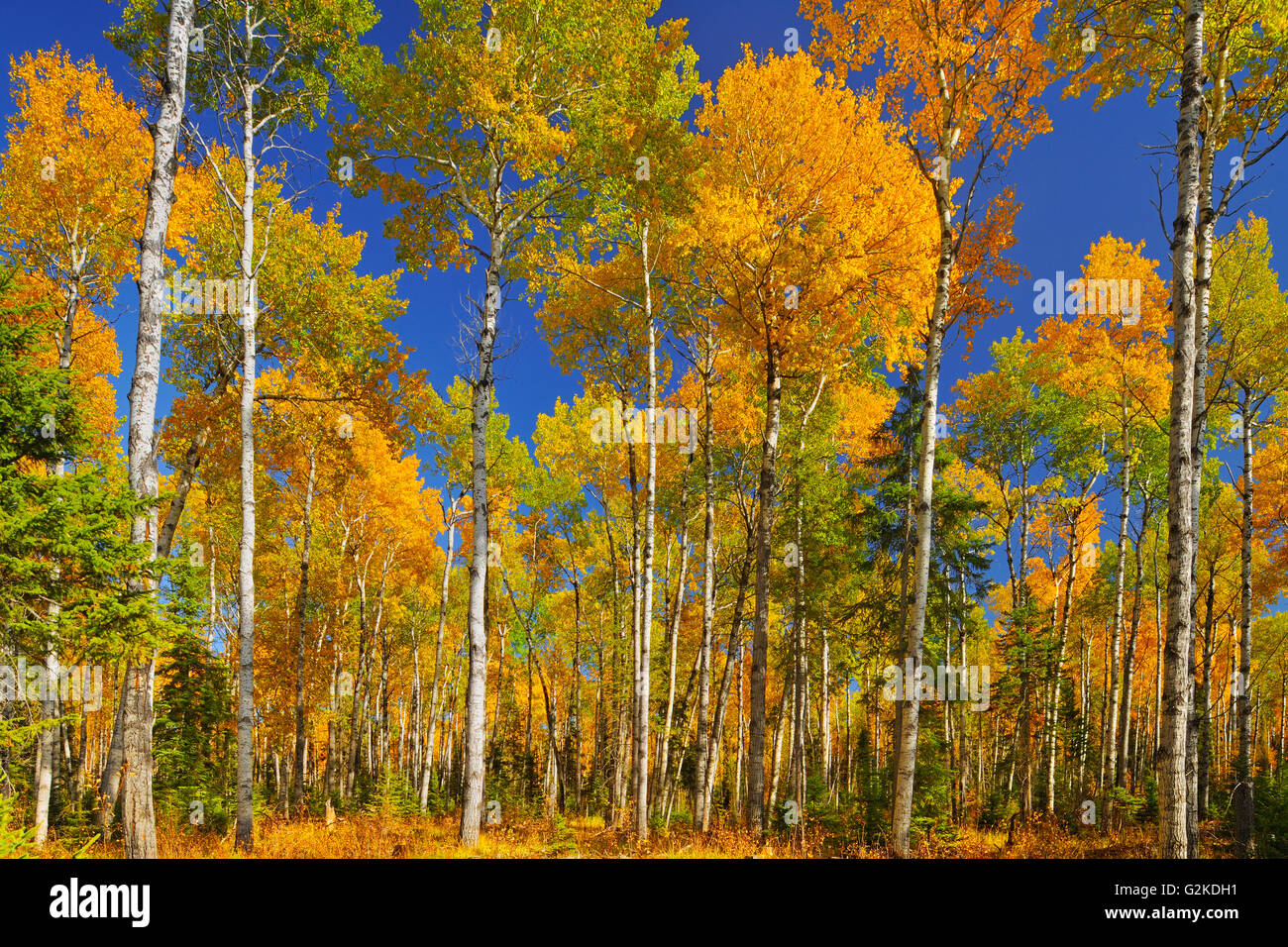 Tremore aspen (Populus tremuloides) foresta in autunno colori Prince Albert Parco Nazionale di Saskatchewan in Canada Foto Stock