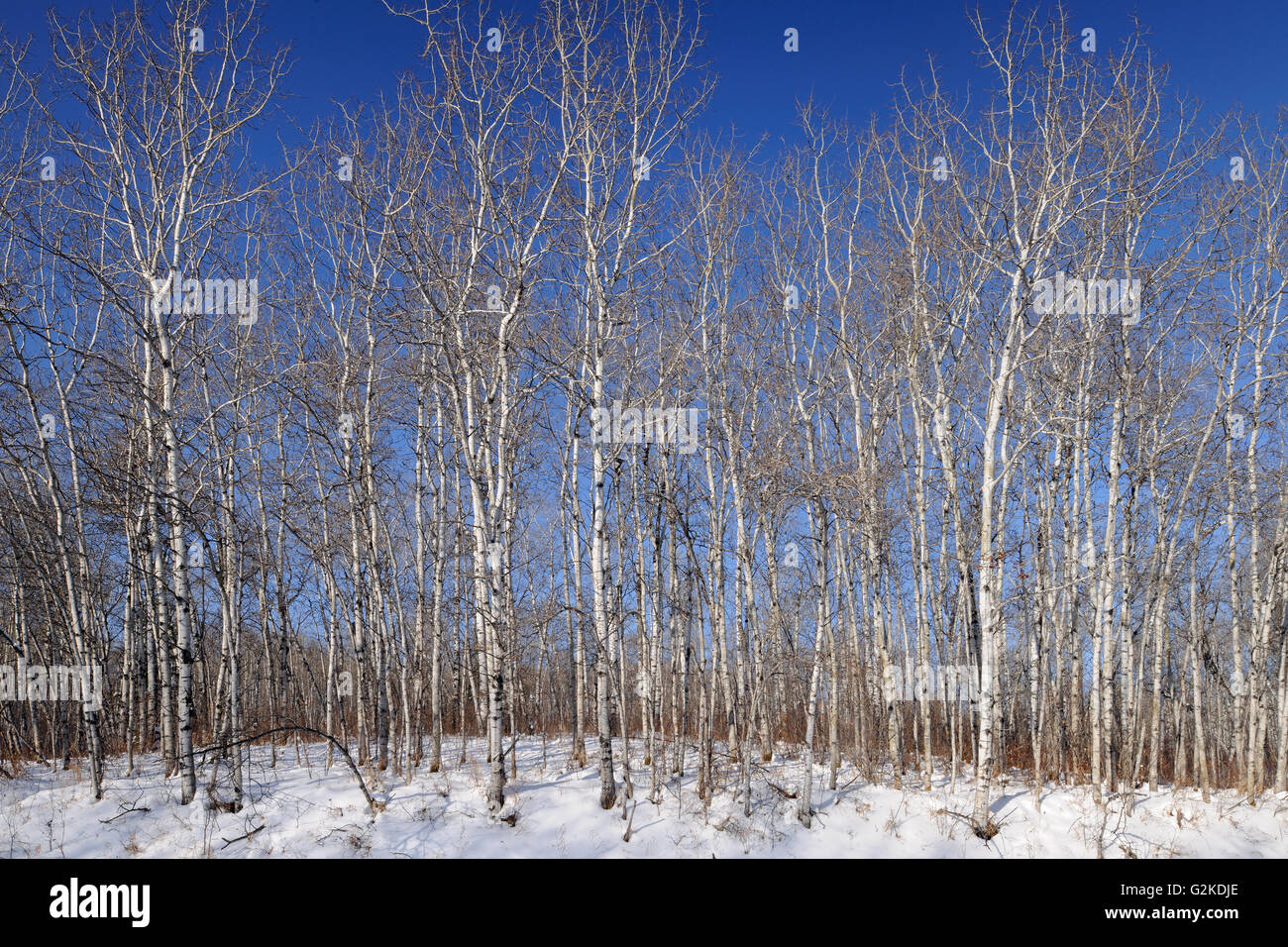 Tremore aspen in inverno Prince Albert Parco Nazionale di Saskatchewan in Canada Foto Stock
