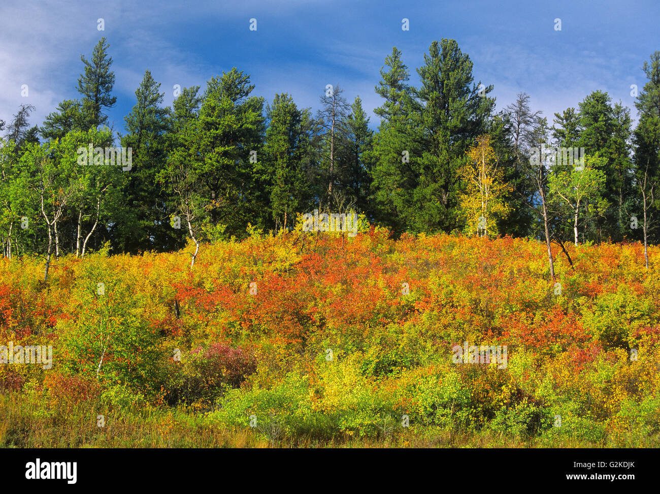 Bordo della foresta nel colore di autunno vicino al Prince Albert Saskatchewan Canada Foto Stock