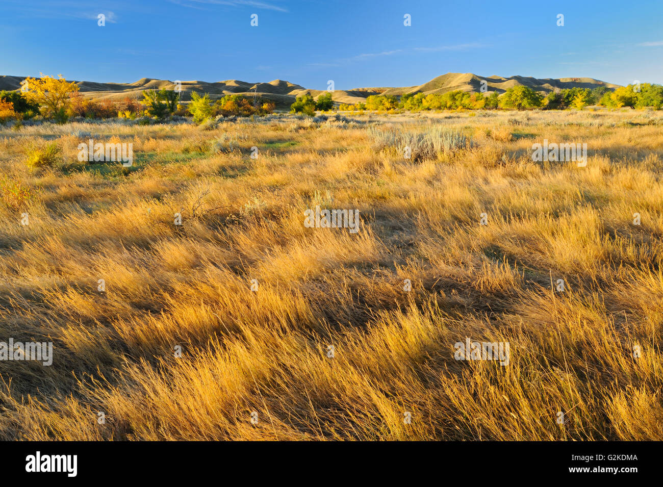 Autunno su prairie Saskatchewan Landing Parco Provinciale del Saskatchewan, Canada Foto Stock