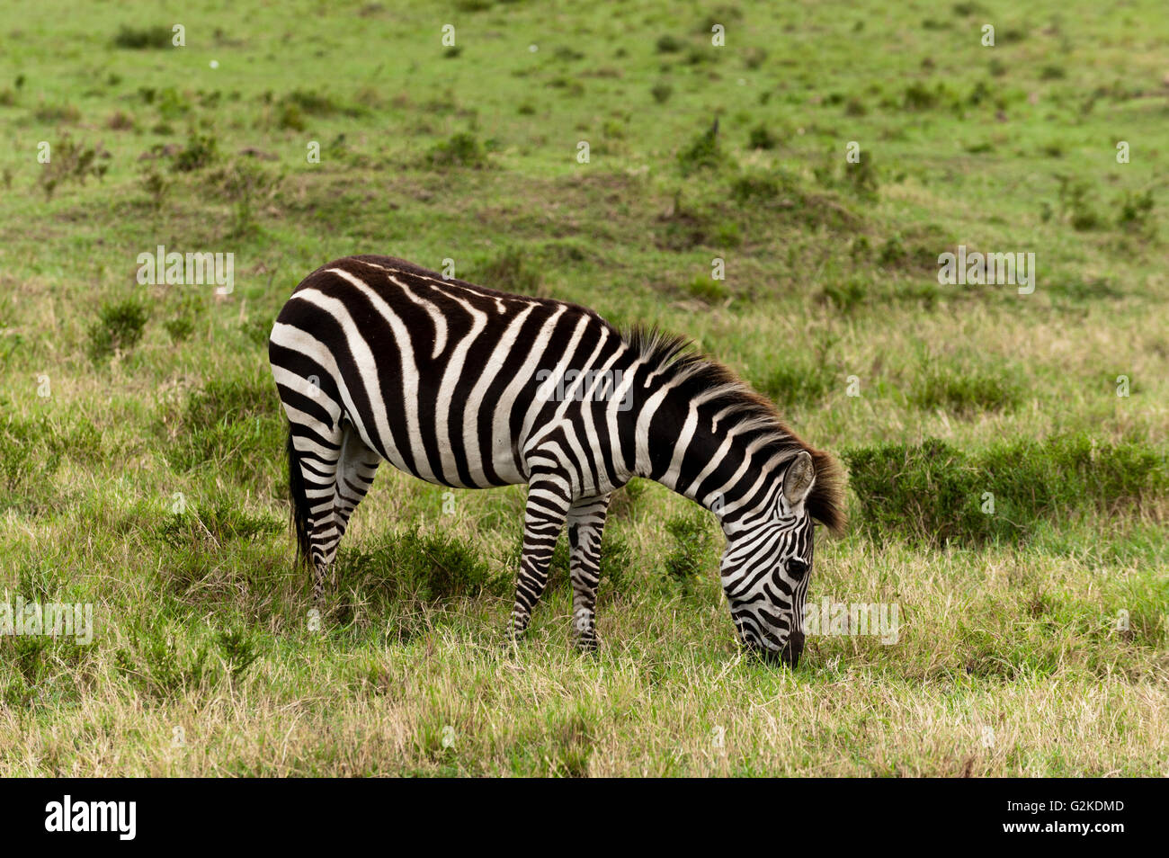 Zebra comune (Equus quagga), il Masai Mara, Rift Valley Provincia, Kenya Foto Stock
