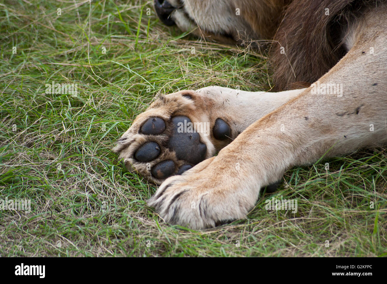 Zampa di leone immagini e fotografie stock ad alta risoluzione - Alamy