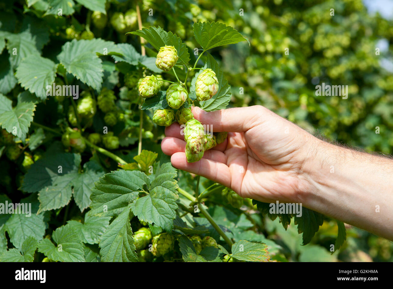 Agricoltore controllo qualità del luppolo Foto Stock