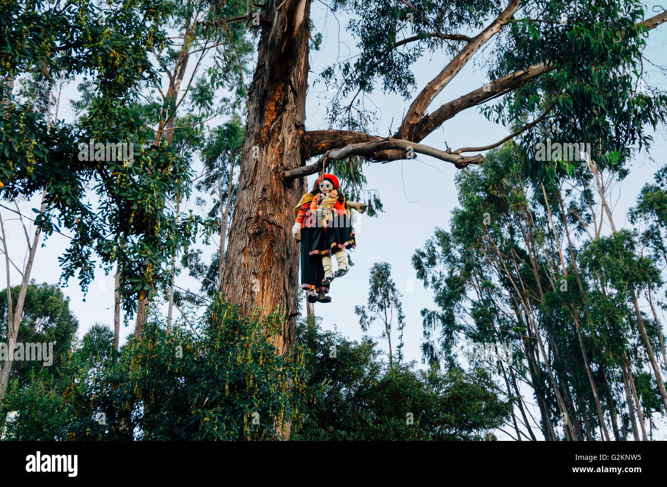 Perù Cusco, bambole pendente da un alto albero Foto Stock