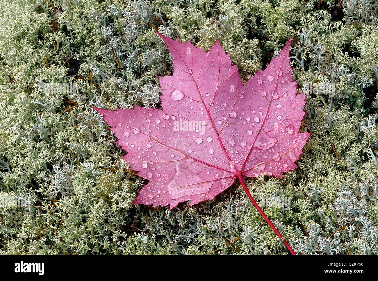 Gocce di pioggia sulla rossa foglie di acero (Acer rubrum) sui licheni vicino Sioux Narrows Ontario Canada Foto Stock