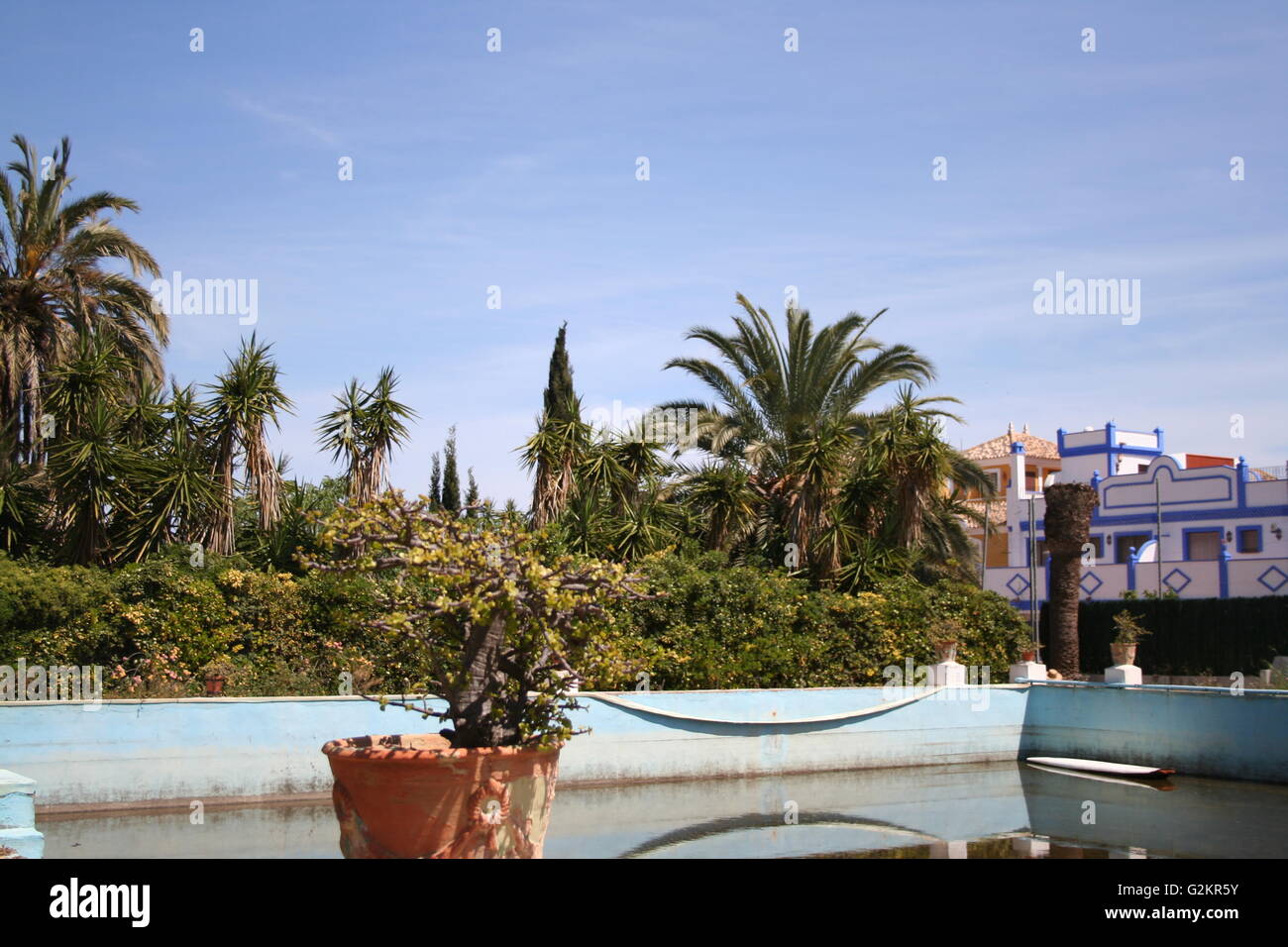 Gli alberi attorno a una vecchia piscina inutilizzati con piante Foto Stock