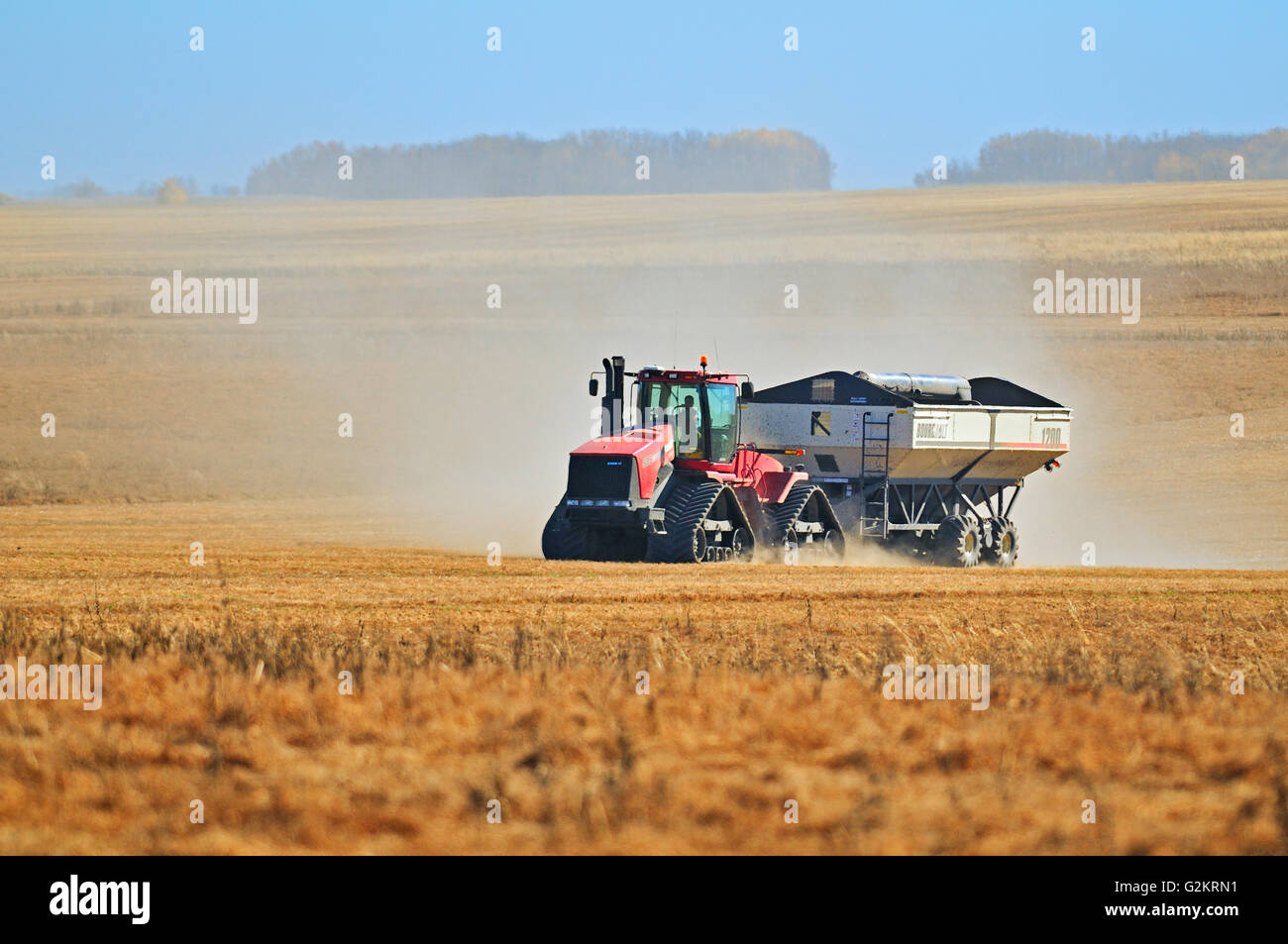 Il trasporto di lenticchie in un carrello per granella vicino Abermathy Saskatchewan Canada Foto Stock