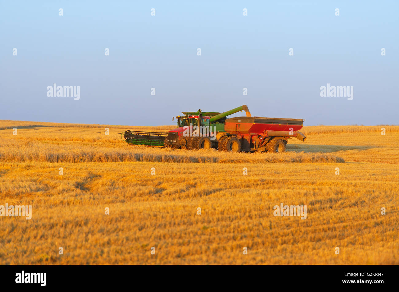 Lo scarico di frumento (var. Infinito) in un carrello per granella a nord di Grenfell Saskatchewan Canada Foto Stock