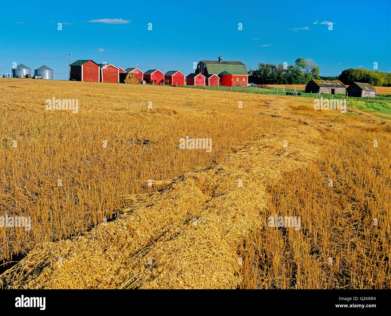 Red graineries e avena Turtleford Saskatchewan Canada Foto Stock