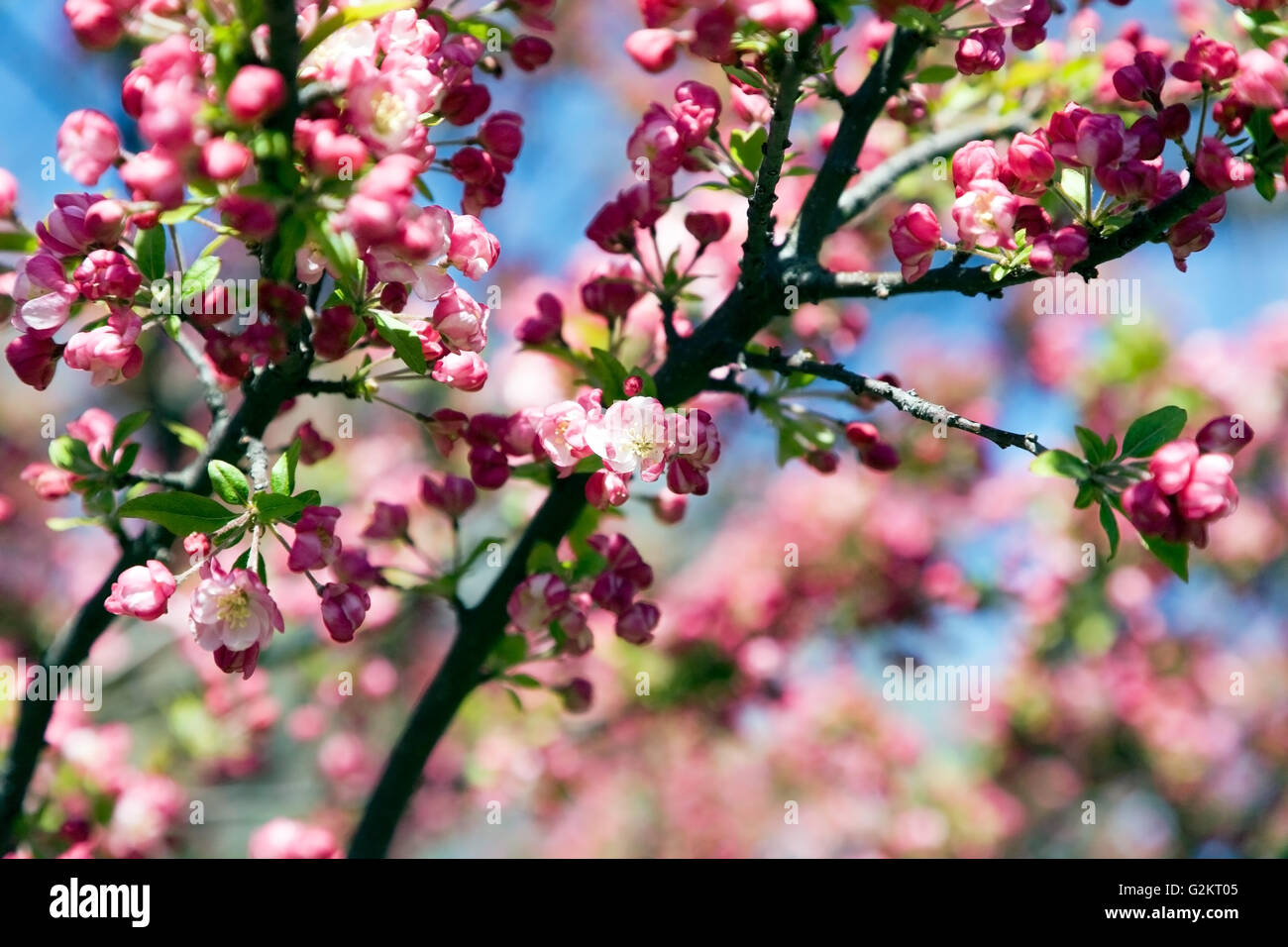 Blooming Crabapple Tree Foto Stock