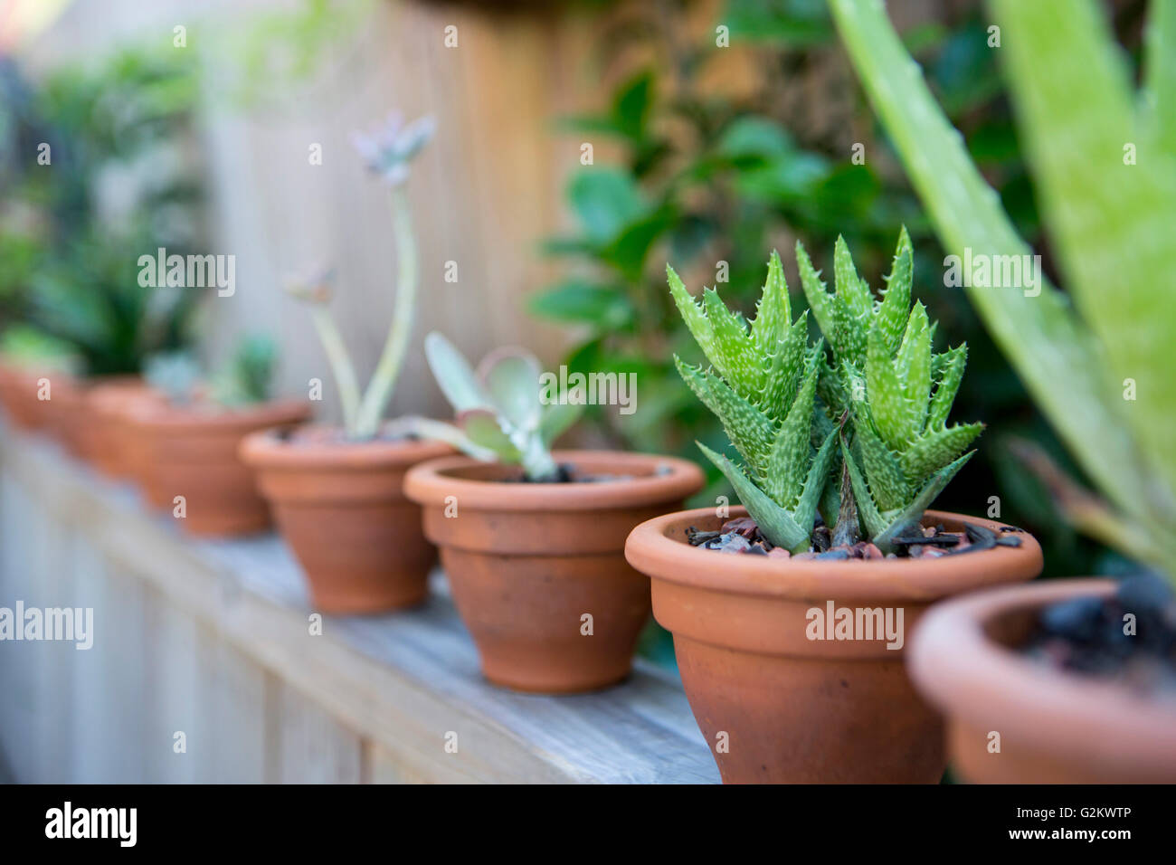 Fila di piante succulente in pentole di creta Foto Stock