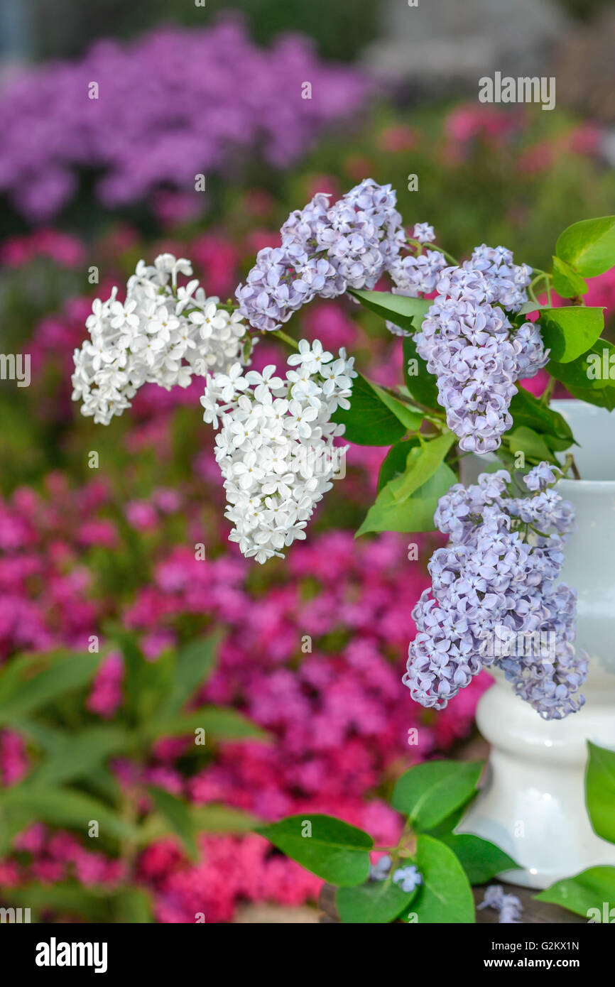 Lilla, Bianco , viola, rosa, giardino, verde, decorazione, livingroom, libro, incredibile, bello, viaggi, vintage Foto Stock