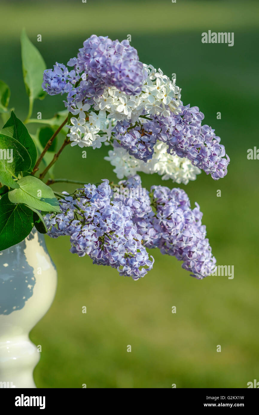 Lilla, fiore, giardino, sprintime, viaggi, vintage, Arte, a parete, i toni della natura, relax, antica e lussuosa Foto Stock
